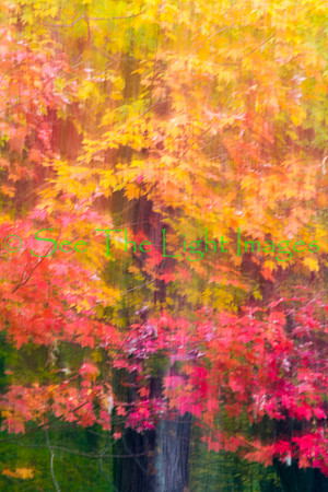 Fall Colors Abstract