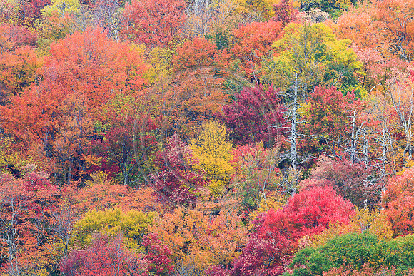 2656-West Virginia Fall Colors