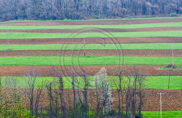Spring Field