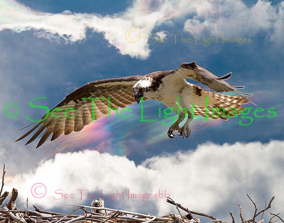 7878-Protecting the nest