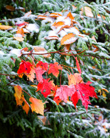 Fall Colors