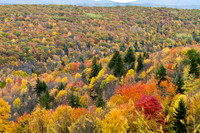 Fall Colors