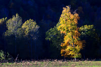 Fall Colors