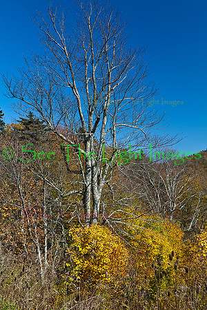 ©-0391