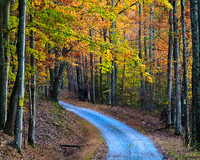 Fall Colors