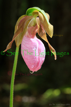 GSMNP-0713