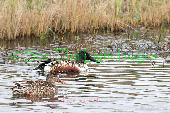 _D2_1507