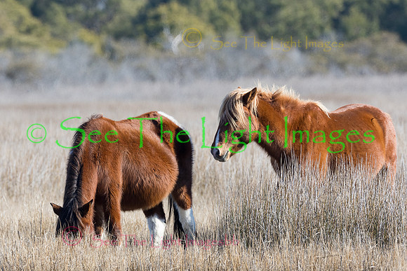 7068