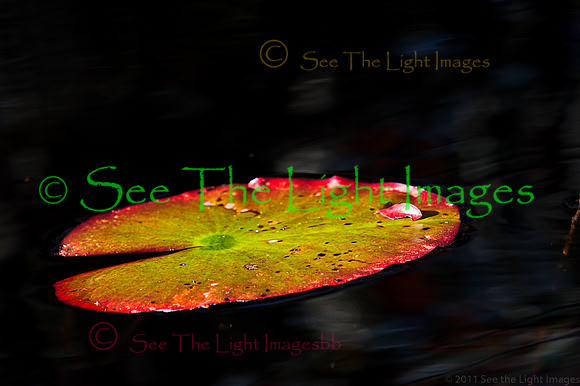 Pond Lilly