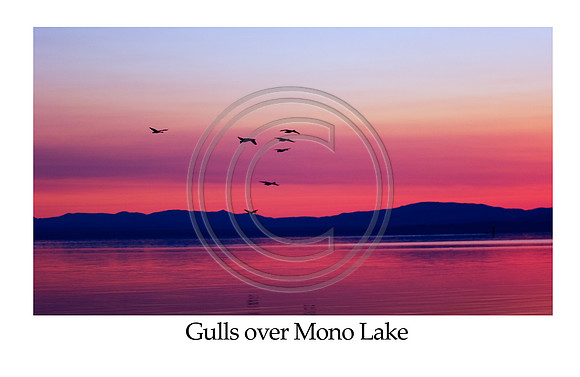 3818 Gulls over Mono Lake