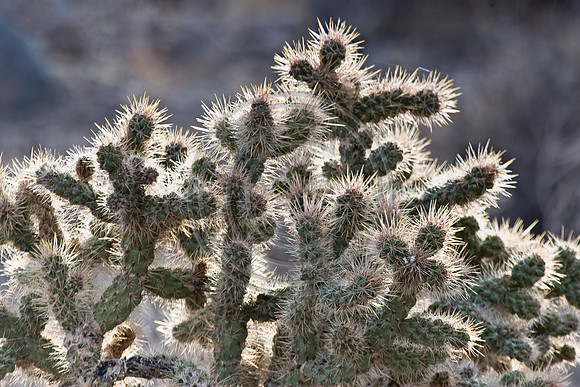 Cactus Glow