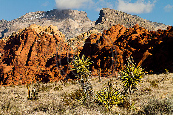 Cactus and Red Rock-7420