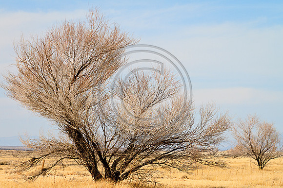Amorgosa Mesquite-7731