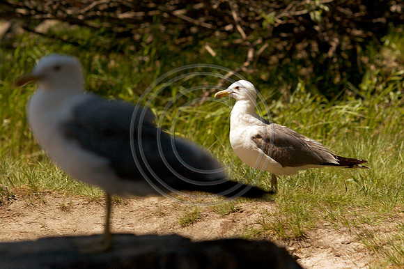 Double Gull