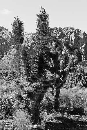 Cactus-7452