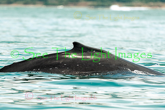 1451