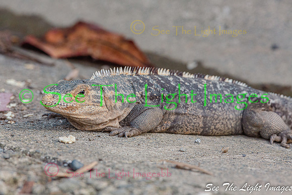 7742