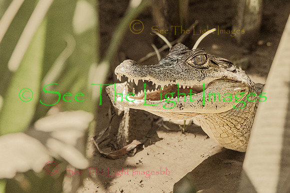 0260