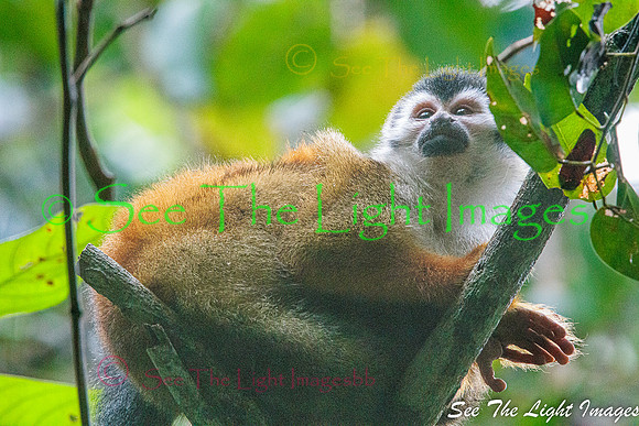 1803