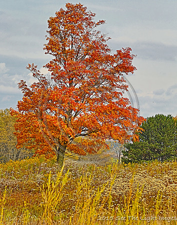 IMG_3647