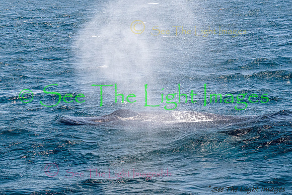 3680