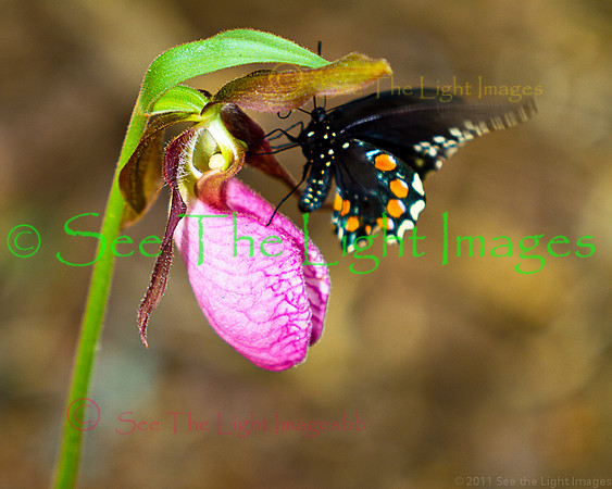 4121- Ladyslipper and Butterfly