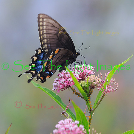 ©-9766