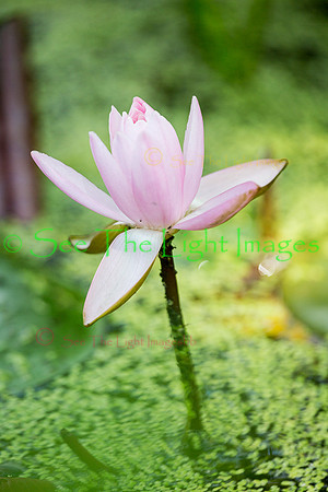 Water Lily