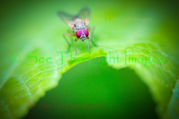 The Fly's Eyes