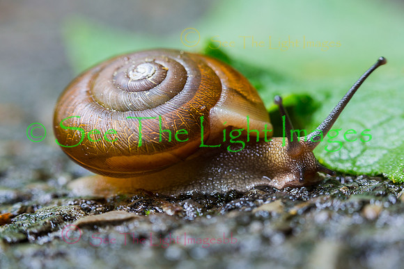 Grapevine Snail