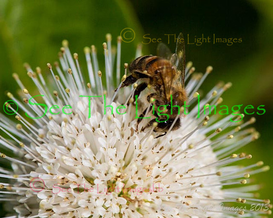 Buttonbush_8569