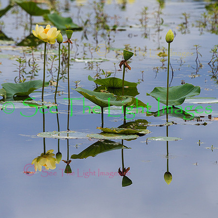 ©-Reflections-9680