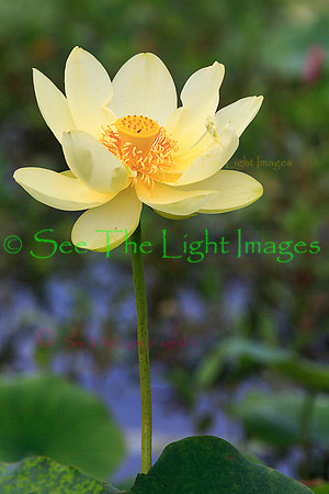 ©-American Lotus-9795