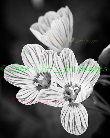4625-Monochrome Beauty