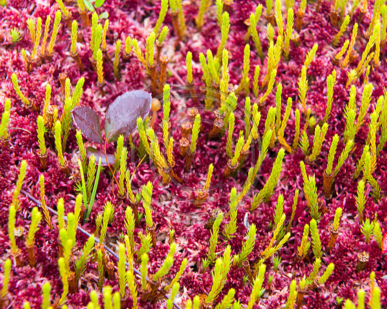 Reindeer Moss