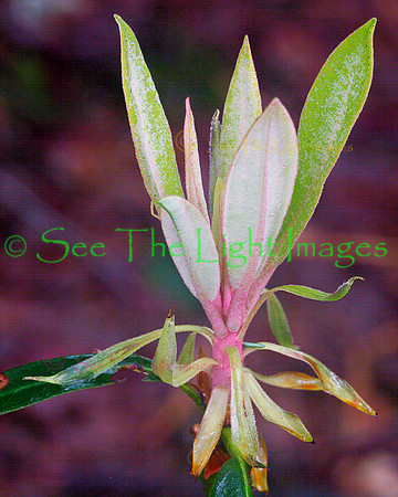 Rhododendron