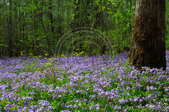 GSMNP16-1668