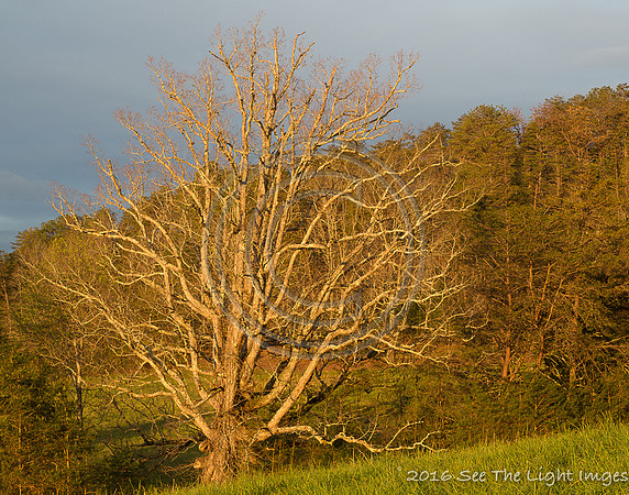 GSMNP16-0546