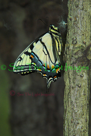 Butterfly Trap