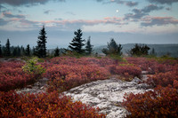 Fall Colors
