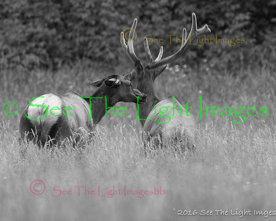 GSMNP16-5378