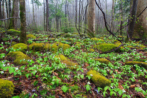 GSMNP16-0024