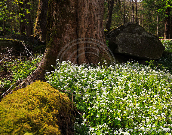 GSMNP16-9763