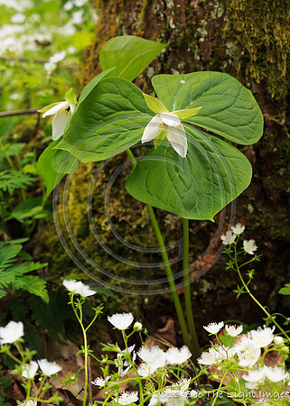 GSMNP16-9798