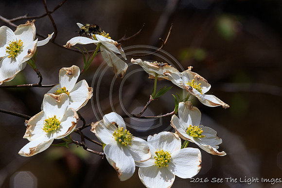 GSMNP16-3855
