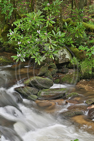 GSMNP16-3355