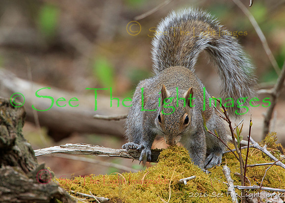 GSMNP16-3319