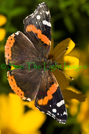 Butterfly Collection