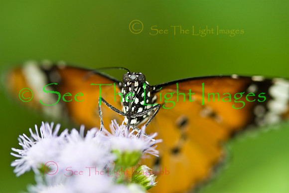 Butterfly Collection