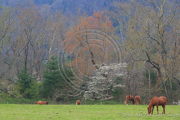 GSMNP16-1250